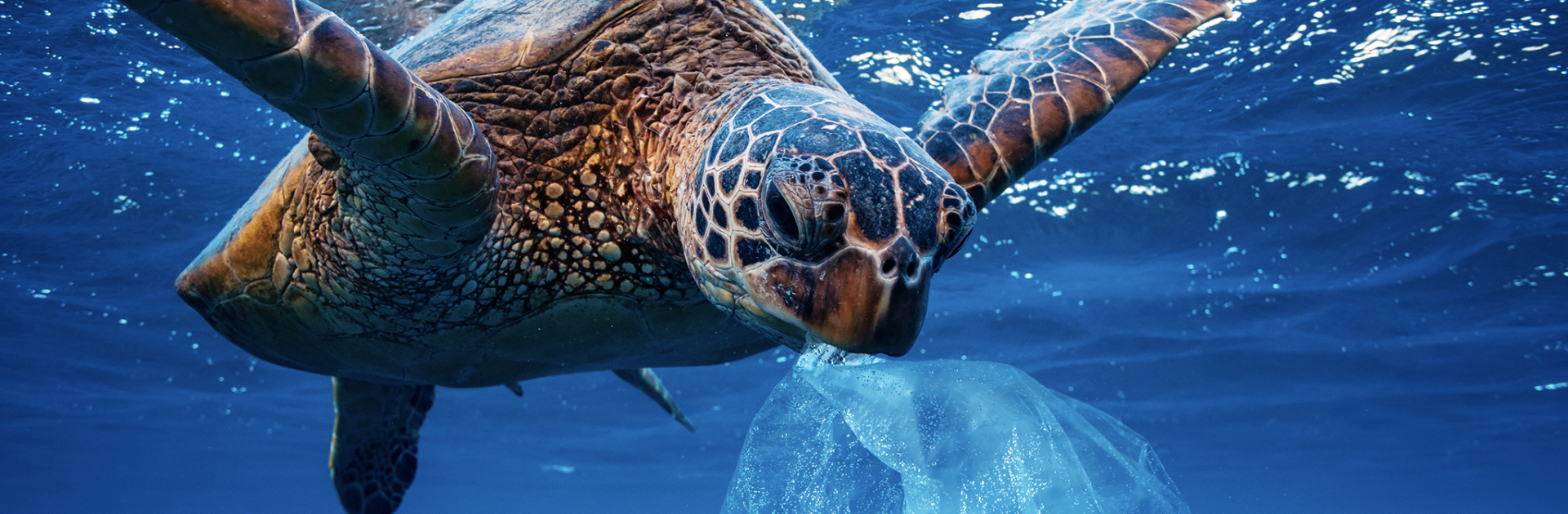 Event: Flexo Sustainability Awareness & Solutions Xperience - Turtle Underwater